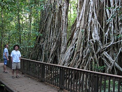 127 Cathedral Fig Tree